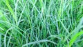 Cynodon dactylon dubh bermuda grass stock